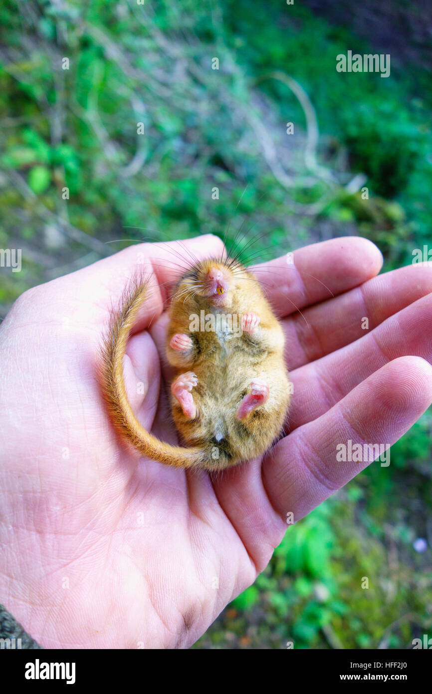 Male Hazel Dormouse (Muscardinus avellanarius) held by licence holder for monitoring purpose Stock Photo