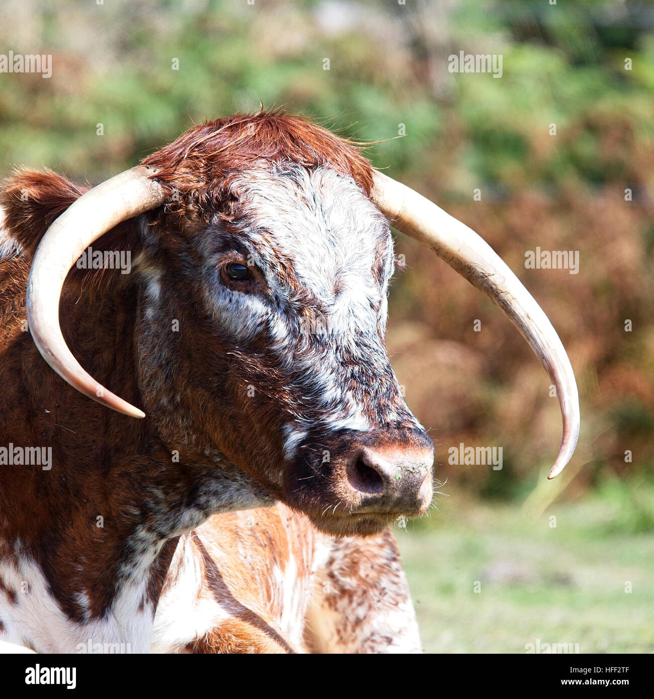 English longhorn cattle uk hires stock photography and images Alamy