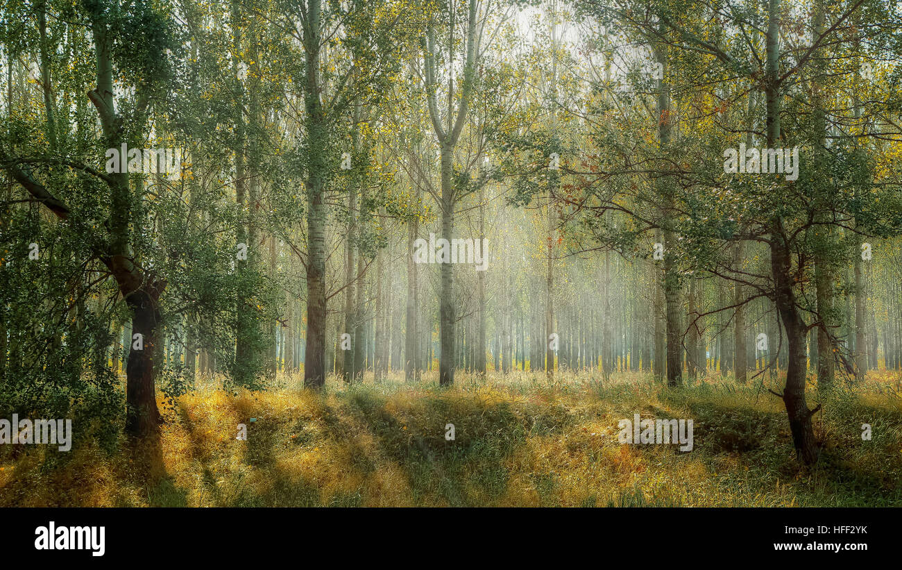 Rays sun among trees hi-res stock photography and images - Alamy