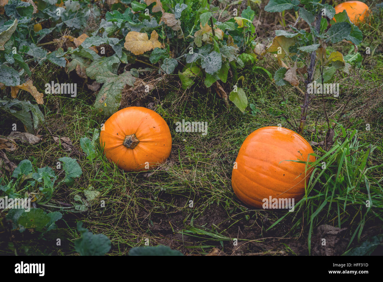 Autumn brunch table in the backyard with pumpkin and yellow decor Stock  Photo - Alamy