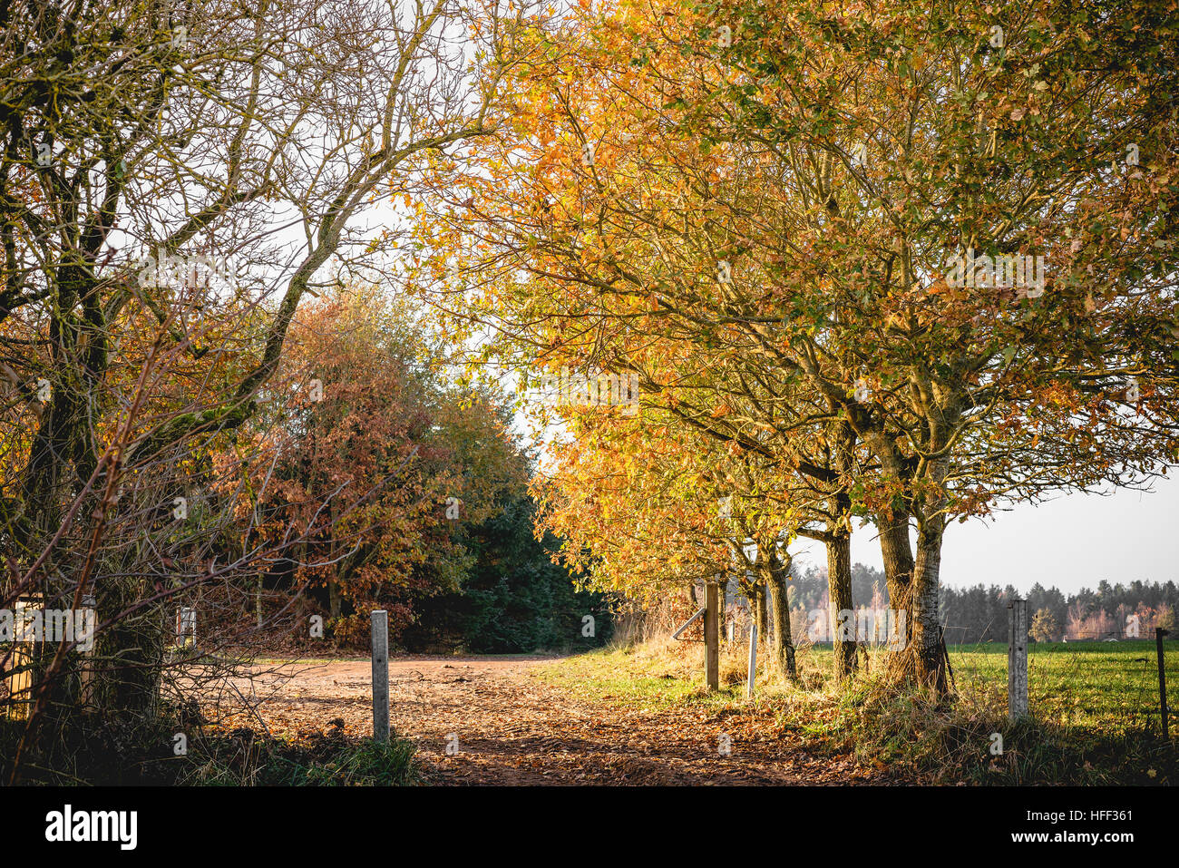 Autumn landscape in a countryside scenery with golden leaves on the ...