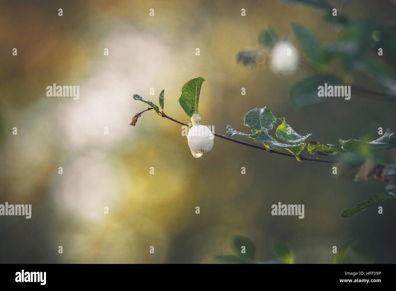 Snowberry hanging on a small twig with a droplet of dew in the morning sun in the fall Stock Photo