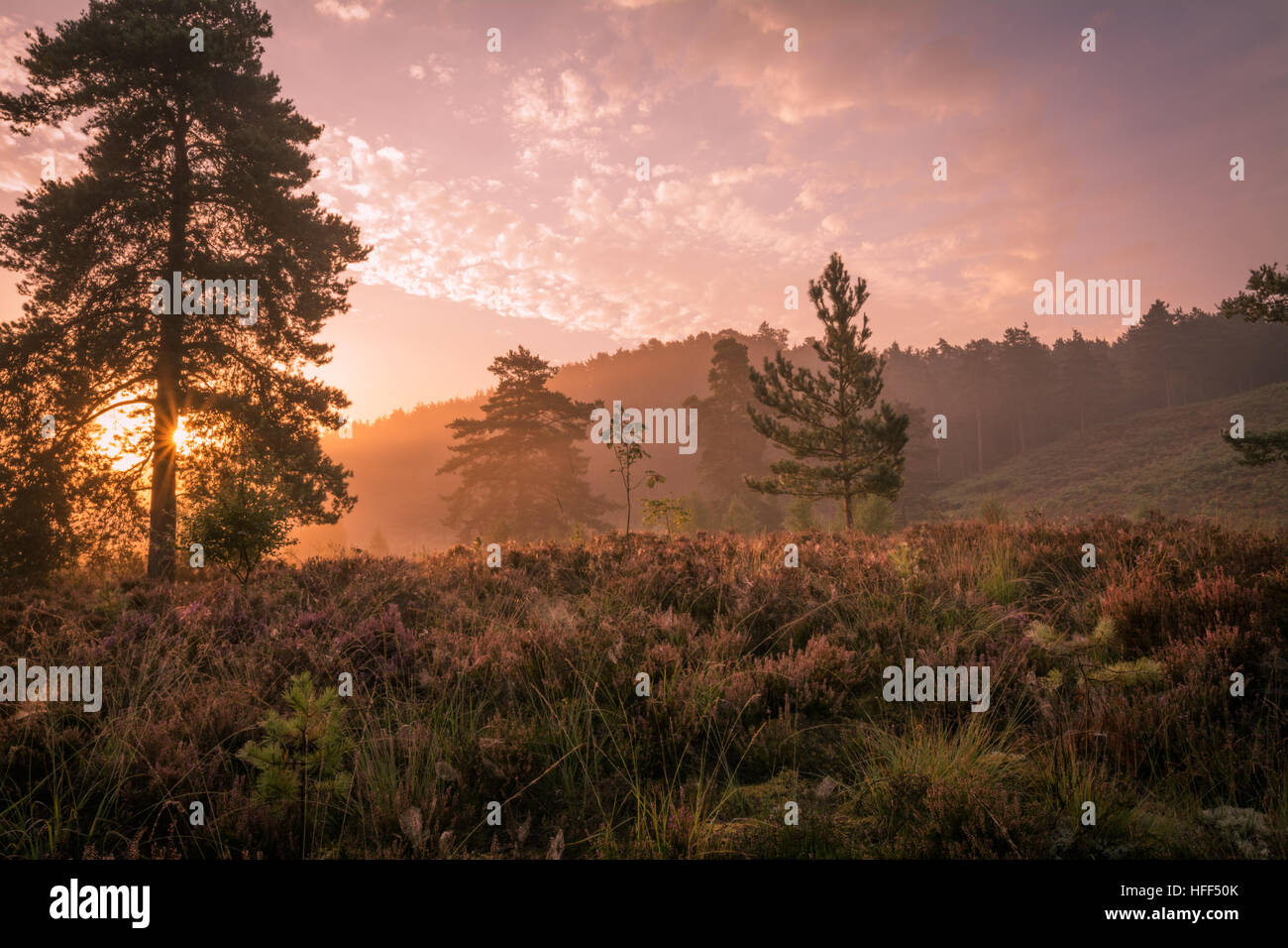 Stunning autumn sunrise in heathland landscape in the Surrey Hills Area of Outstanding Natural Beauty, UK. A beautiful day in the English countryside. Stock Photo