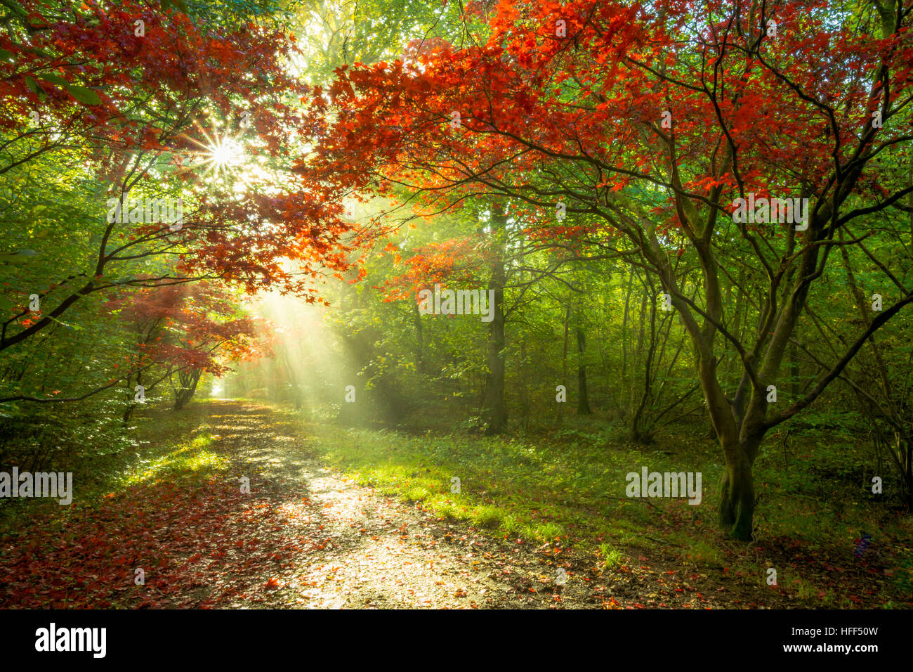 Beautiful autumn colours in forest with sunbeams through maple trees Stock Photo