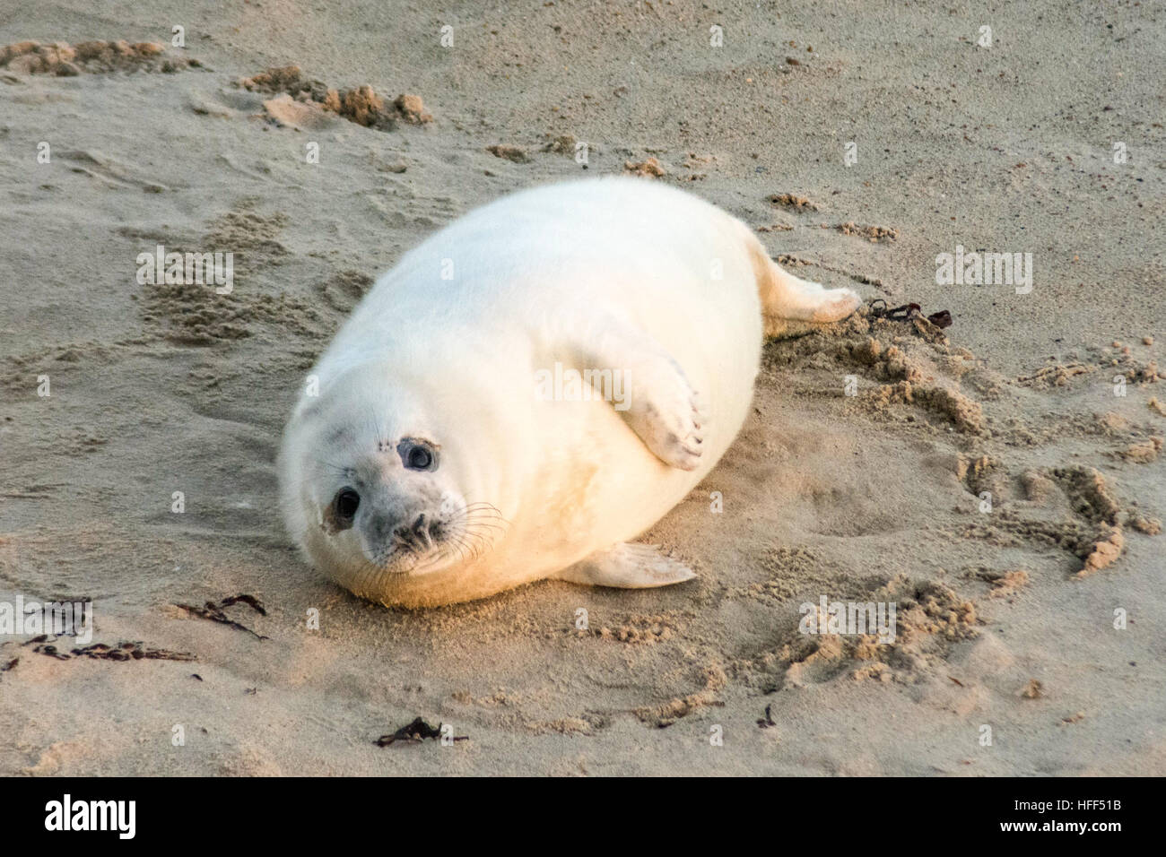 Grey seal pup (Halichoerus grypus) on sandy beach in Norfolk, UK, during December or winter Stock Photo