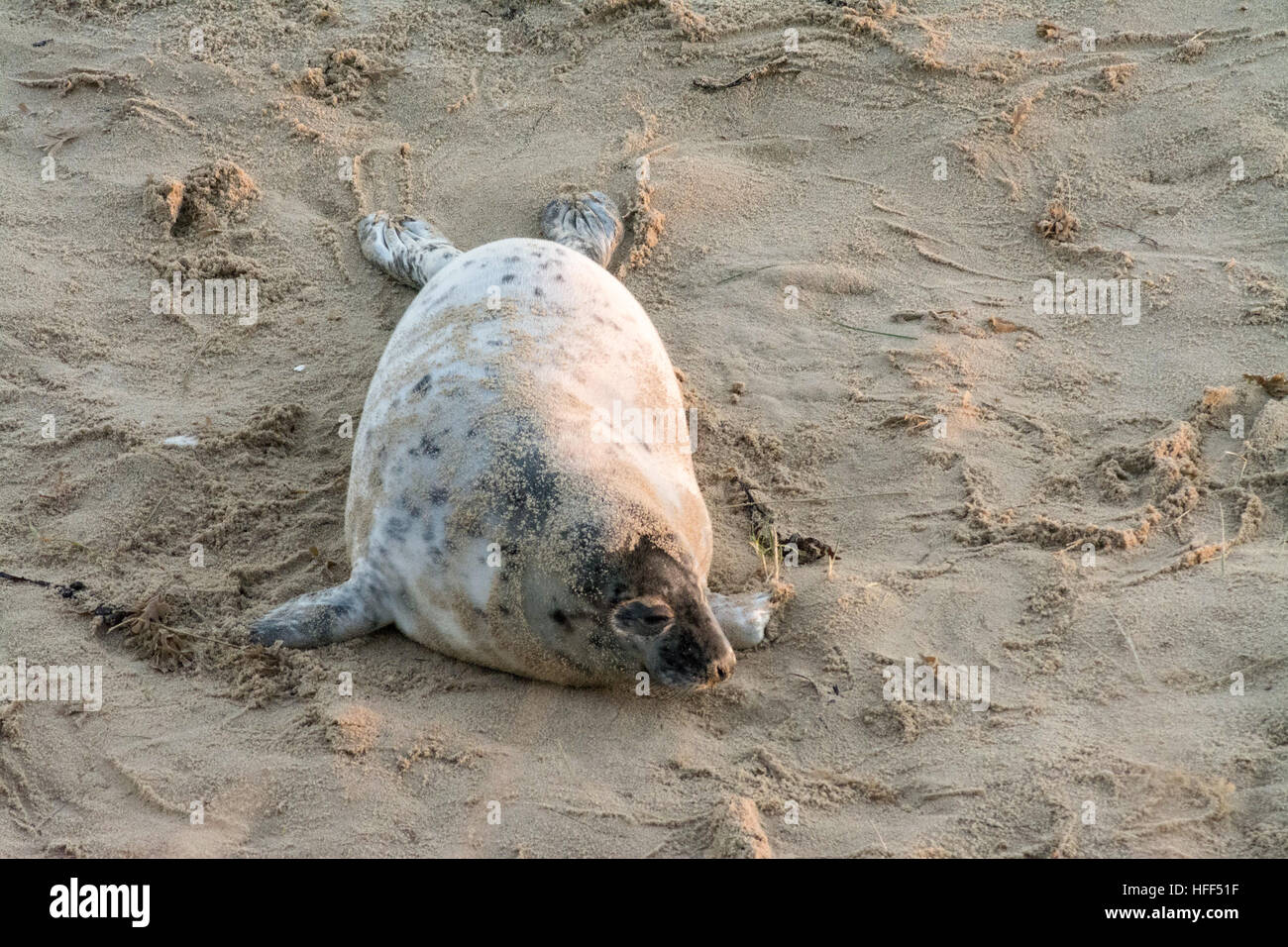 Grey seal pup (Halichoerus grypus) on sandy beach in Norfolk, UK, during winter or December Stock Photo