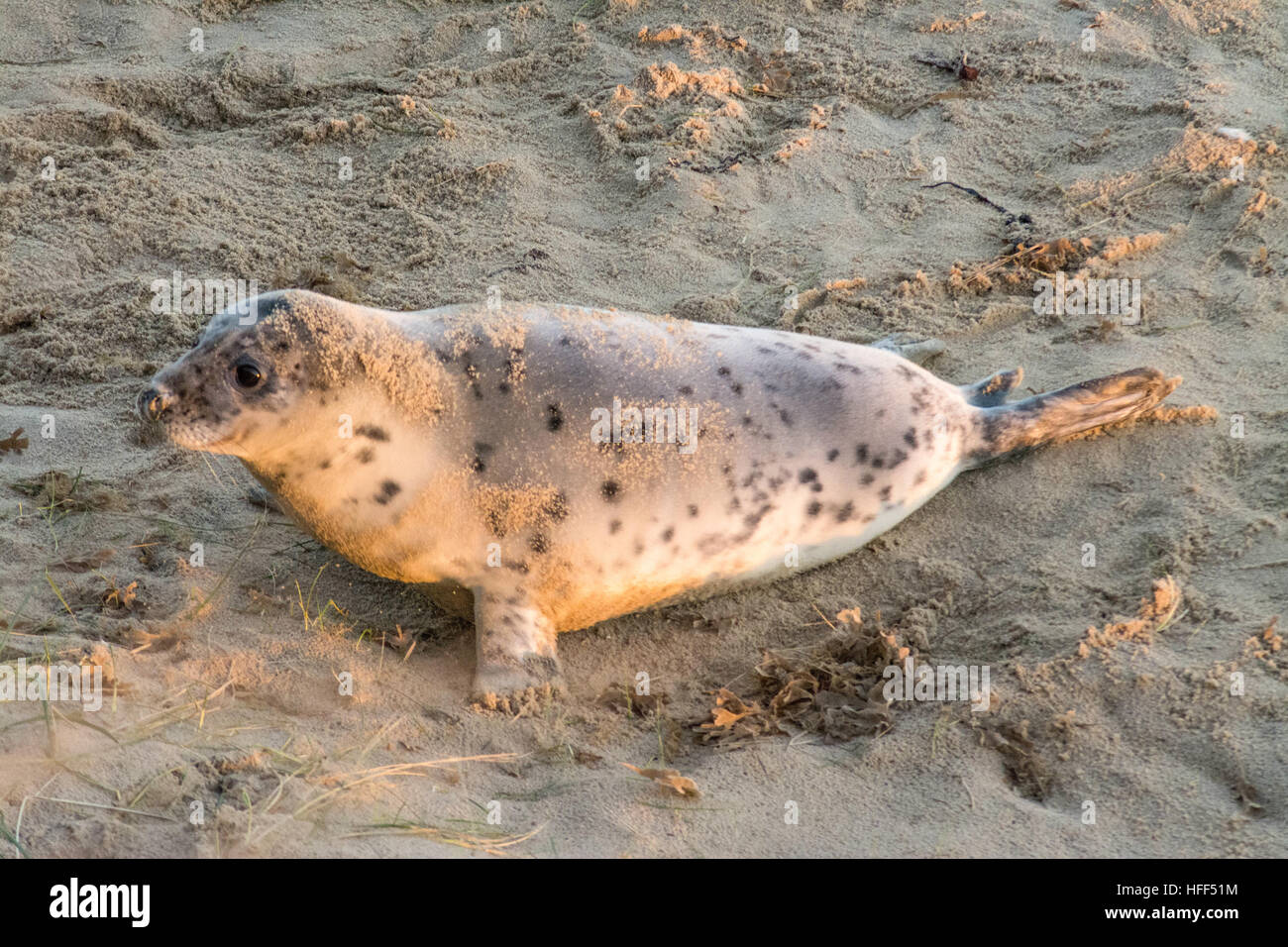 Grey seal pup (Halichoerus grypus) on sandy beach in Norfolk, UK, during winter or December Stock Photo