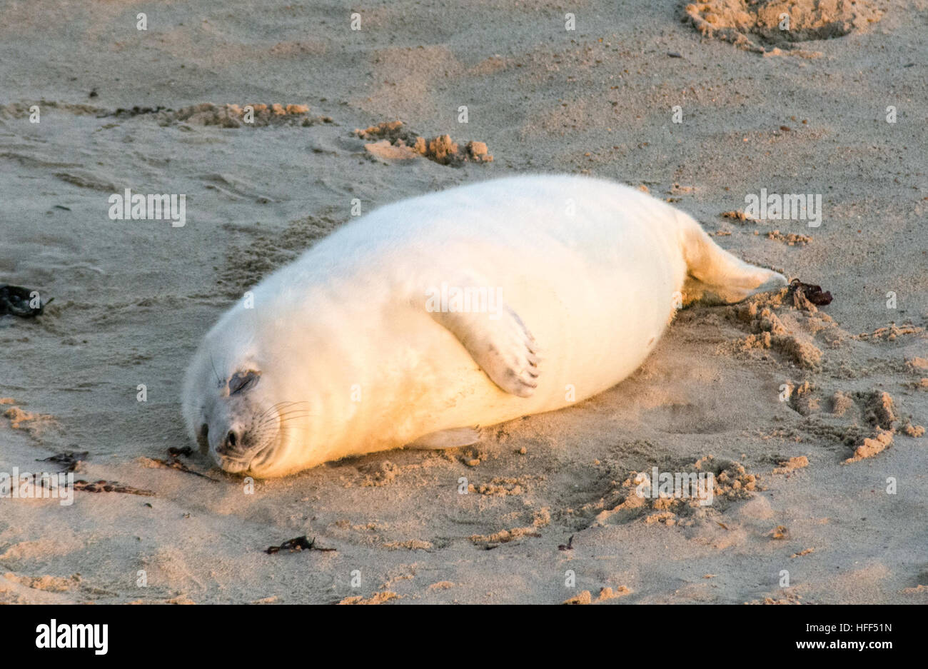 Grey seal pup Halichoerus grypus with white fur on Horsey Beach in Norfolk, UK, December or winter Stock Photo