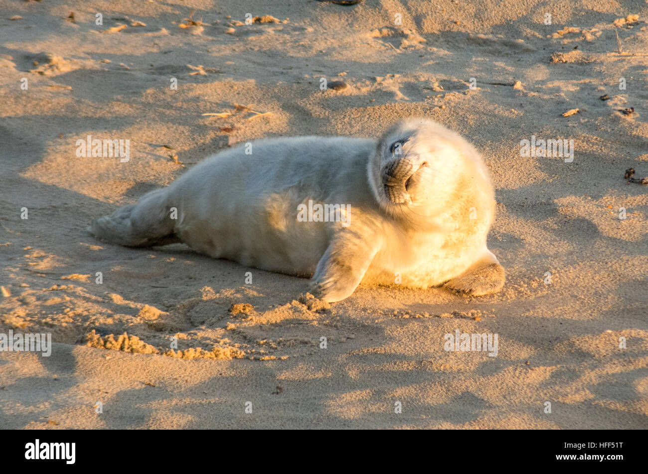 Grey seal pup (Halichoerus grypus) on Horsey Beach each in Norfolk, UK. Animal humour, humor, humorous, cute Stock Photo