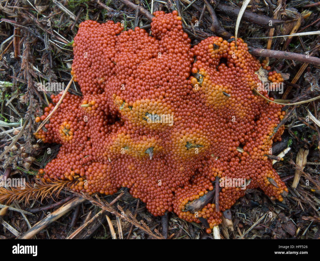 Slime mould (Trichia persimilis) - a red-coloured slime mould - in Surrey, UK Stock Photo