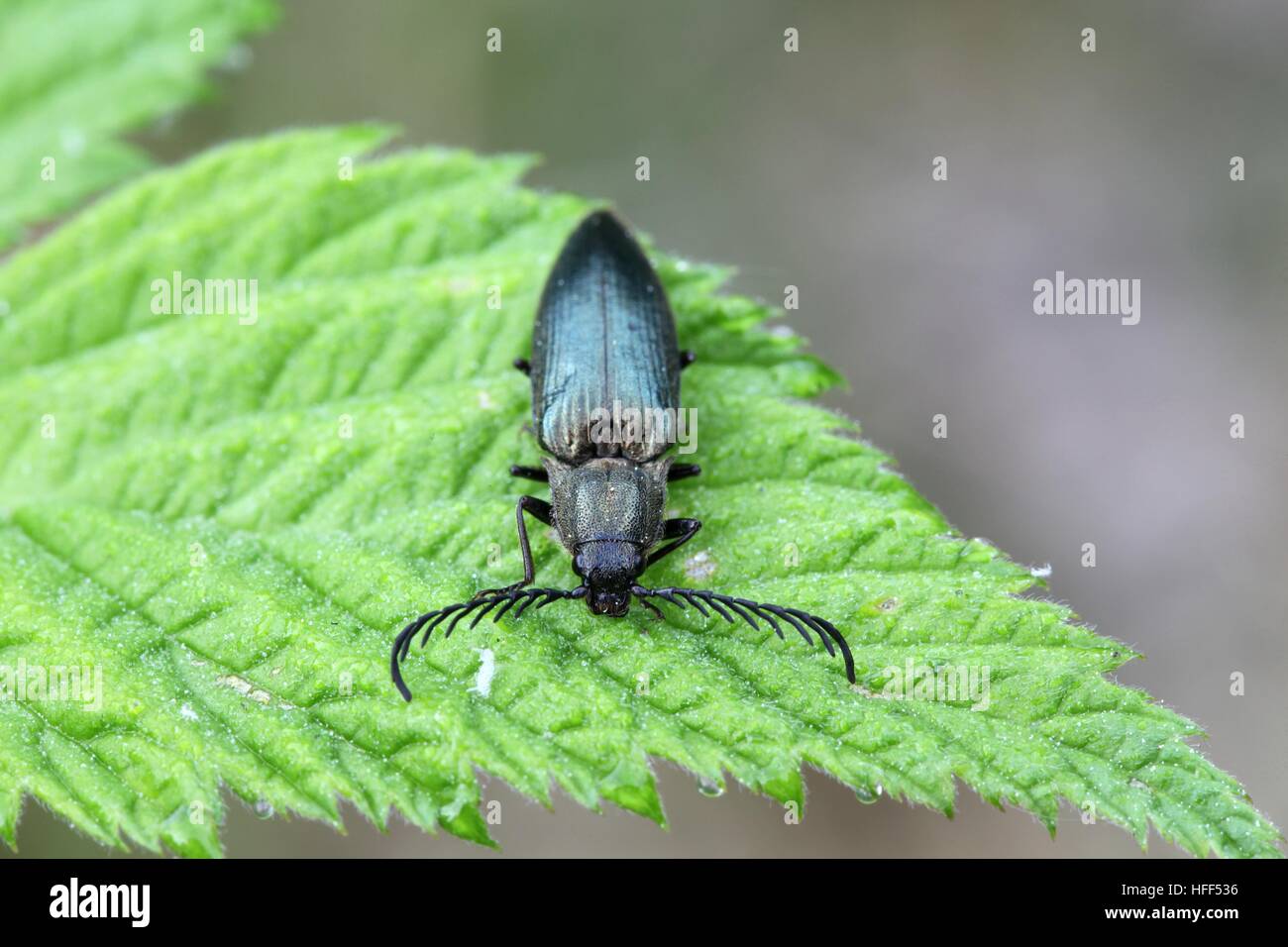 Click Beetle Stock Photo