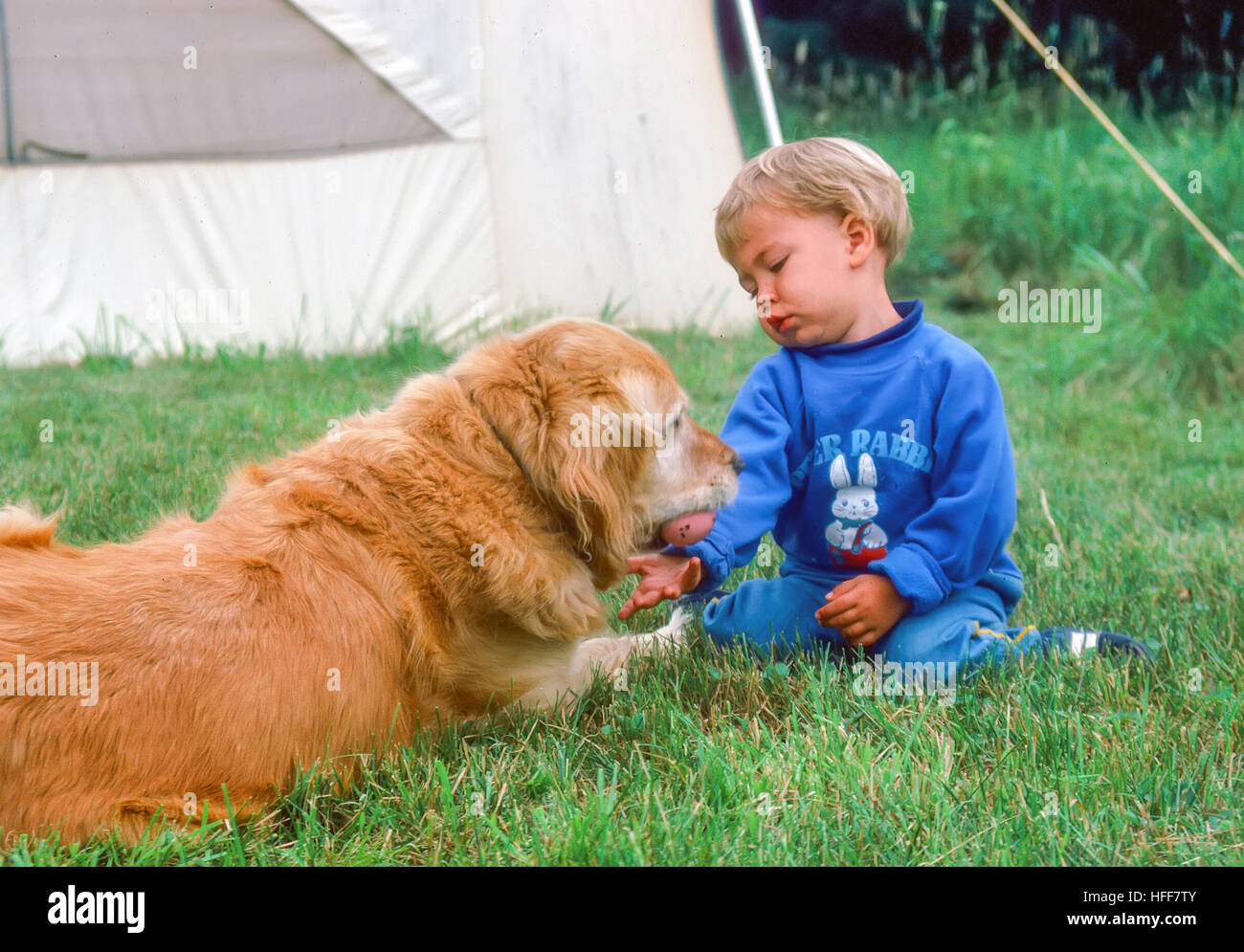 A pouting three-year old boy tries to get his toy ball away from his pet Golden Retriever dog. Stock Photo