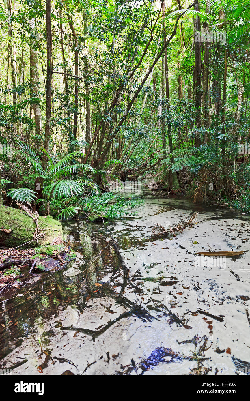 Remote clearn fresh water creek near Central station on sandy Fraser Island in Australia. Lush evergreen flora of australian rainforest. Stock Photo