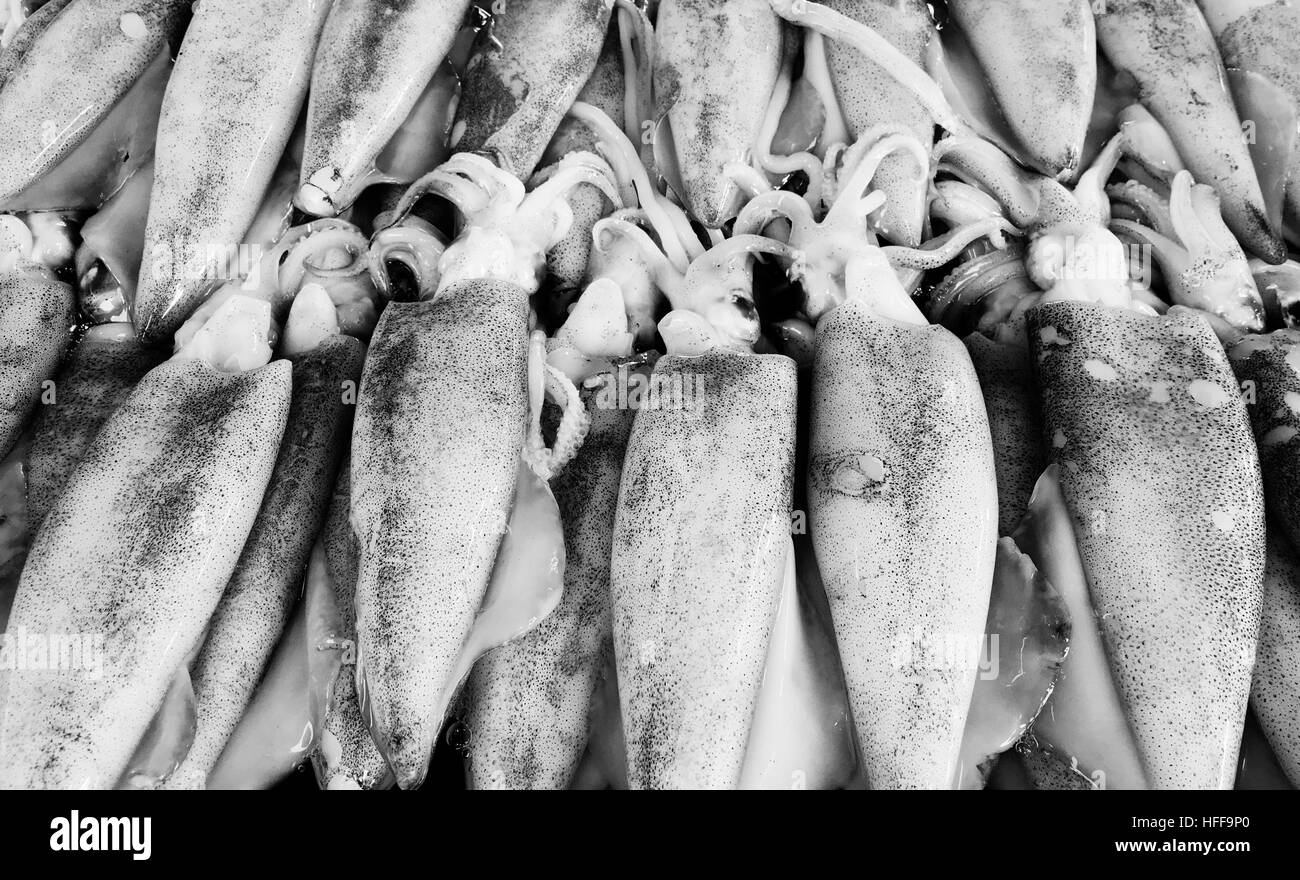 Squid Seafood Tentacle Invertebrate Marine Concept Stock Photo