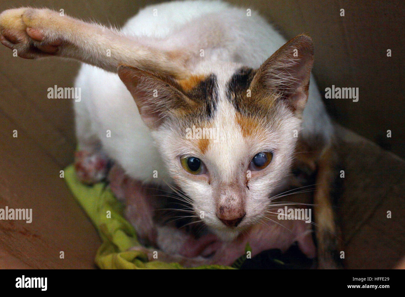 what's the gestation period of a cat