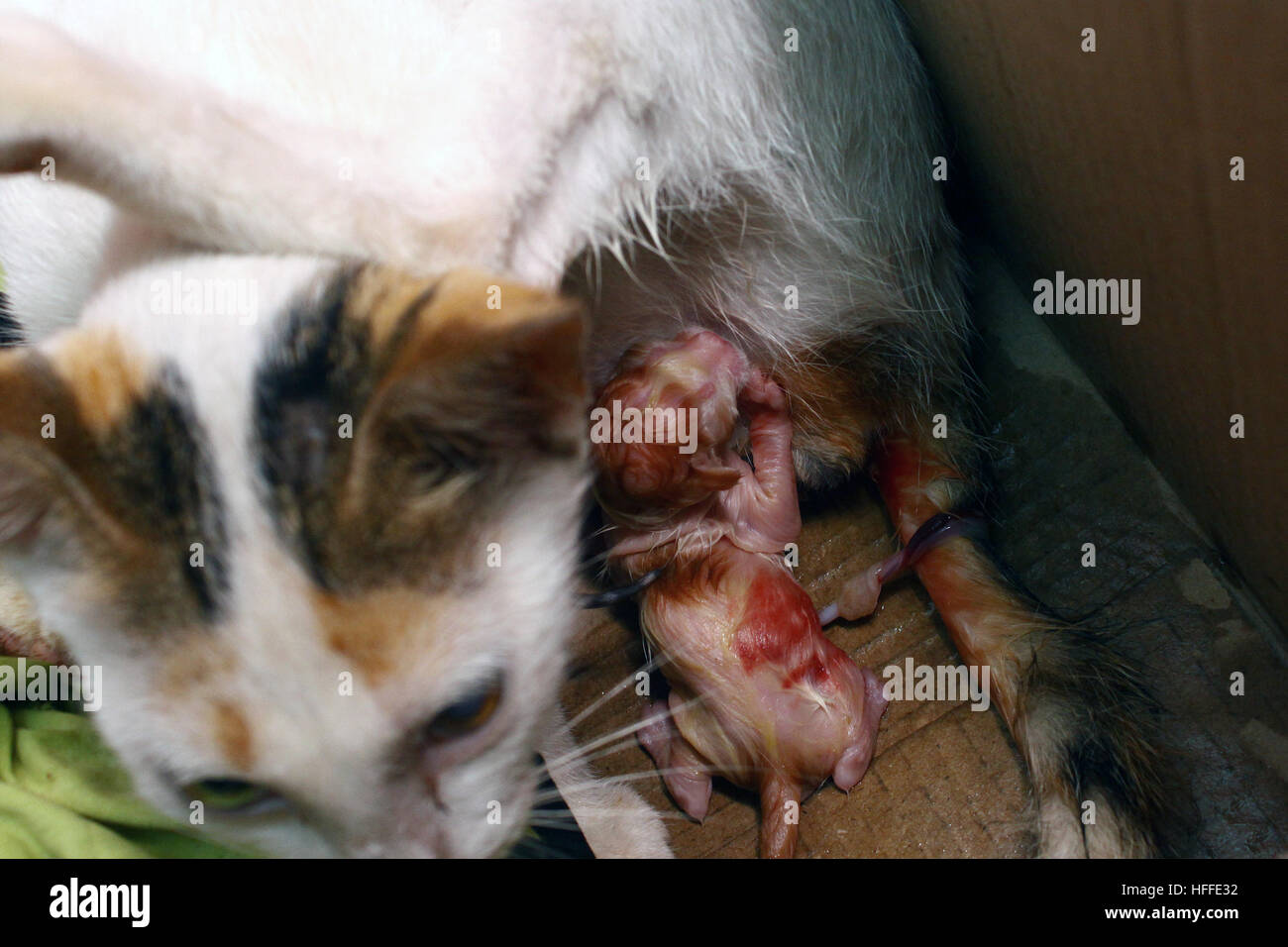 what's the gestation period for cats