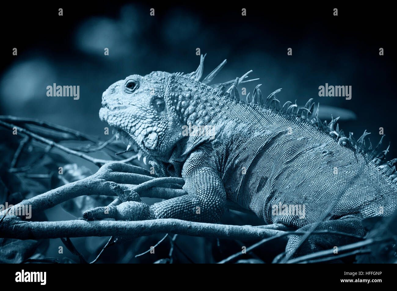 Photo lizard; iguana; Chordates; Reptiles; Scale; Common iguana Stock Photo