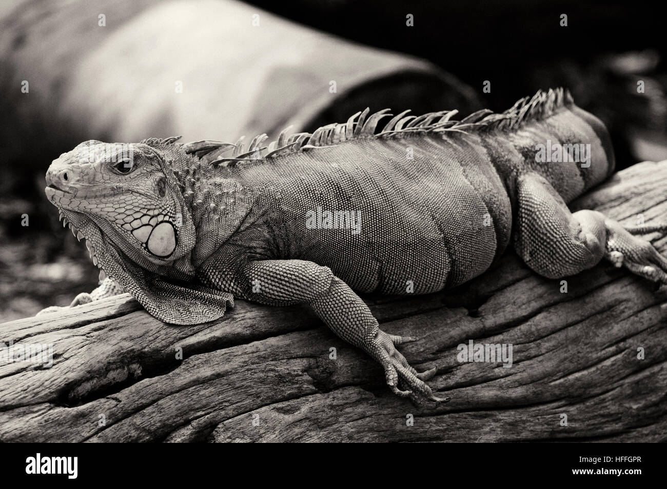 Photo lizard; iguana; Chordates; Reptiles; Scale; Common iguana Stock Photo