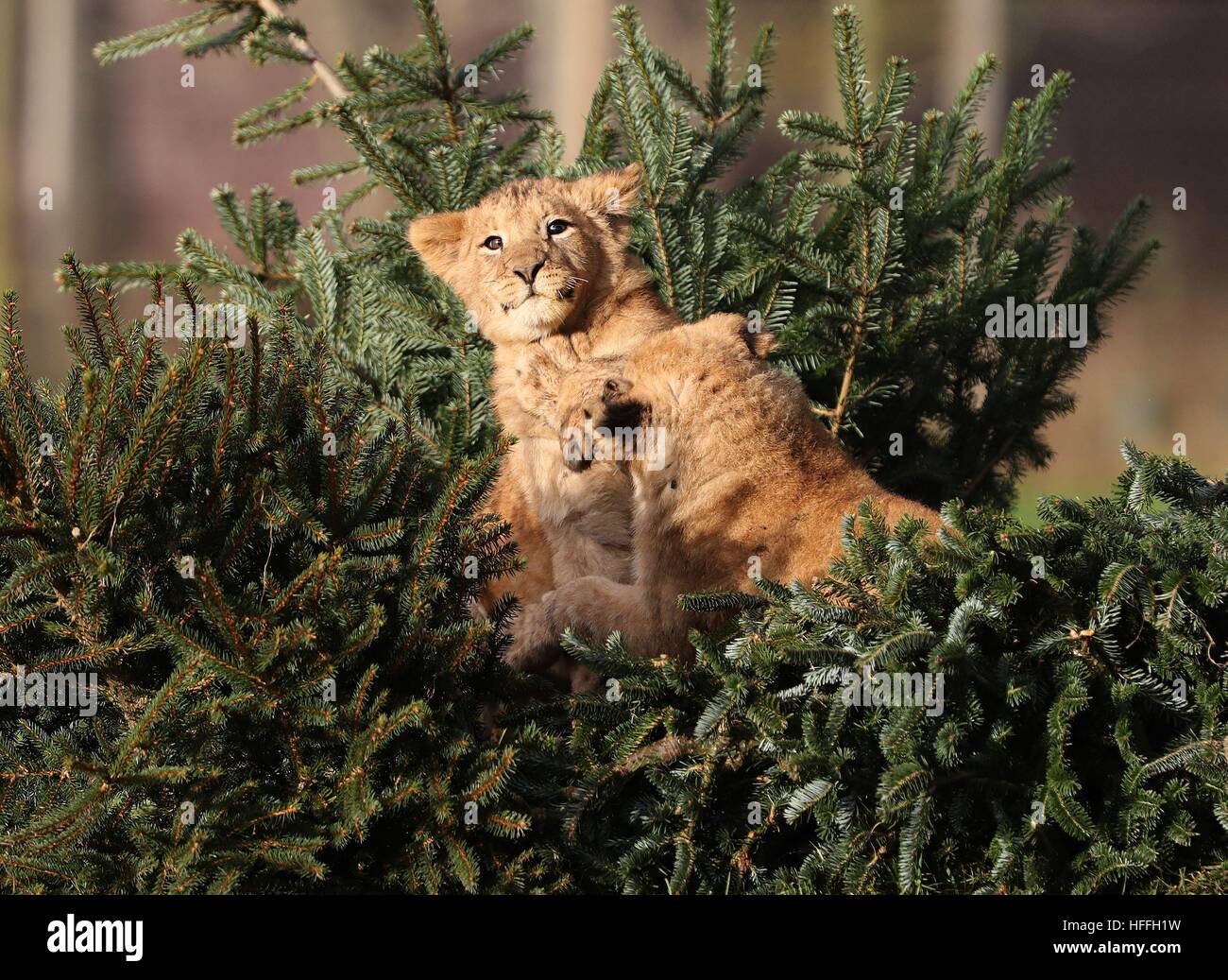 Lion cubs at Blair Drummond Safari Park near Stirling explore Christmas trees left over from the attraction's annual sale. Keepers placed the unwanted Christmas trees decorated in meat and spices in their reserve for the big cats to investigate. Stock Photo