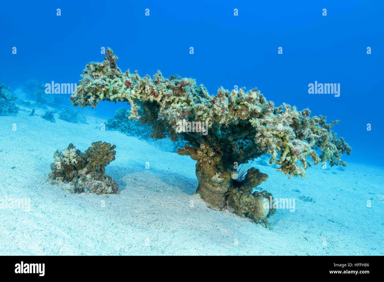 Single Table Coral (Acropora pharaonis) on sand bottom, Red sea, Sharm El Sheikh, Sinai Peninsula, Egypt Stock Photo