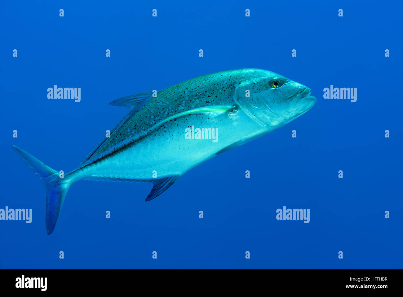 Blue finned trevally hires stock photography and images Alamy