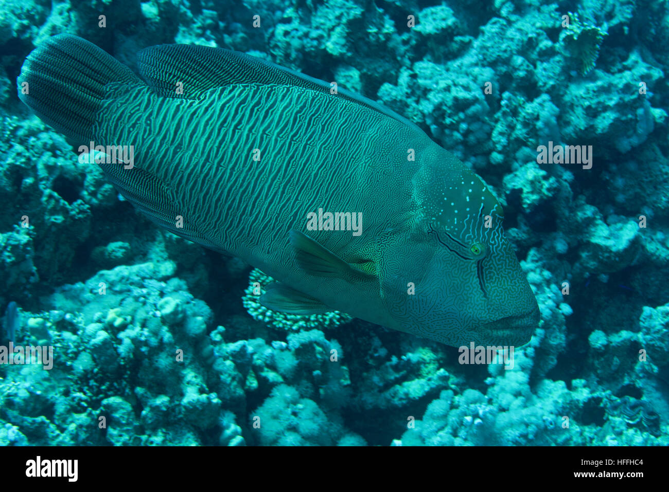 Napoleonfish, Double-headed parrot-fish, Giant maori wrasse or Humphead maori wrasse (Cheilinus undulatus)  floats in the background of a coral reef Stock Photo