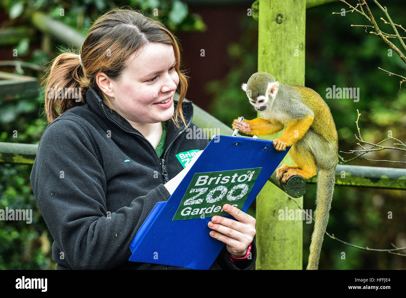 A squirrel monkey appears to help mammal keeper Olivia Perkins as she makes notes while conducting the annual census at Bristol Zoo gardens, where every animal is counted and legal records kept. Stock Photo