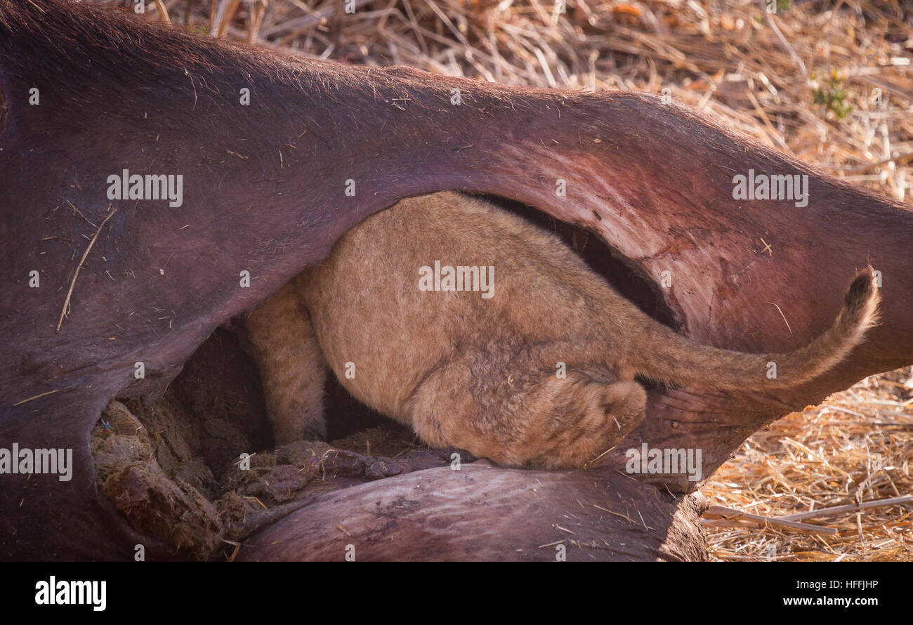 Lion cub climbs into a buffalo carcass Stock Photo