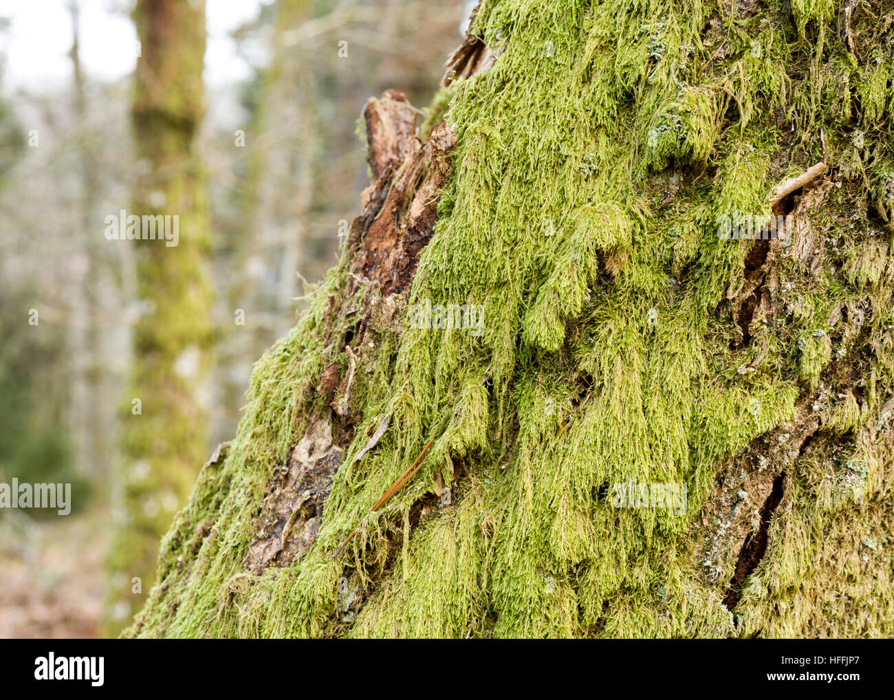 Tree model hi-res stock photography and images - Alamy