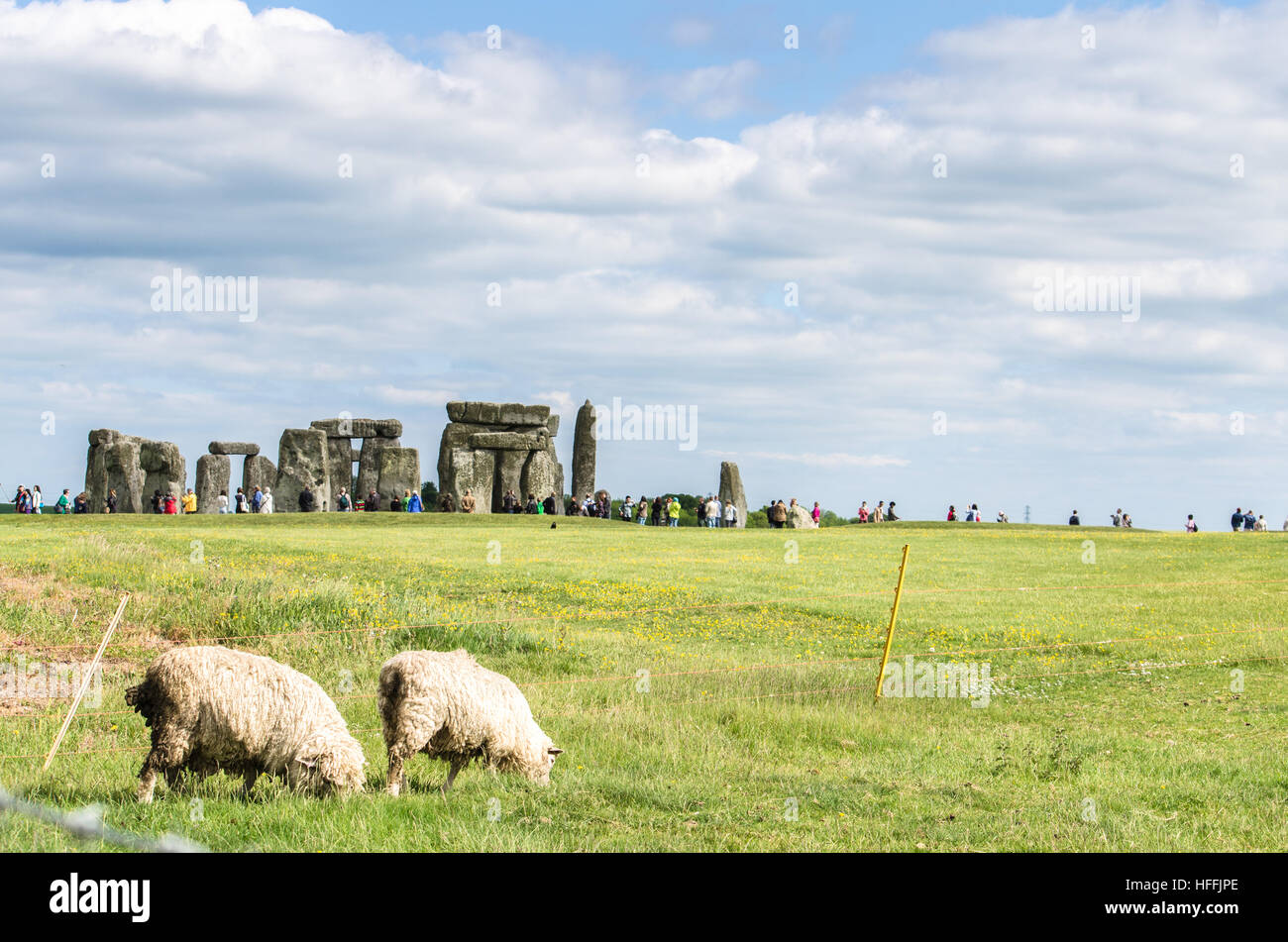 Sheep grazing at Stonehenge in historic Salisbury in Wiltshire, England Stock Photo