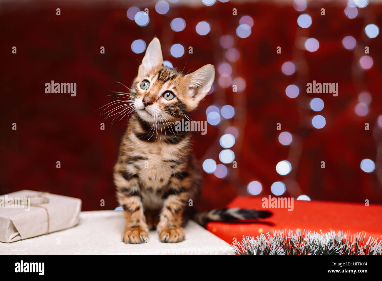 Bengal kitten sitting on a gift box and looking at the left with bokeh background of Christmas lights, New Year concept, copy space Stock Photo