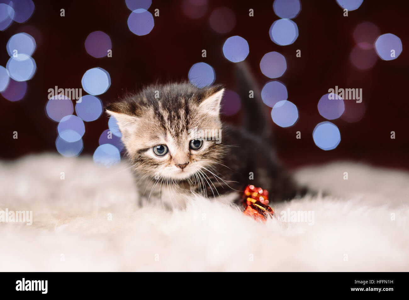 Curious scottish grey kitten sitting on the white fur with the blurry shiny background of Christmas lights, New Year concept, copy space Stock Photo