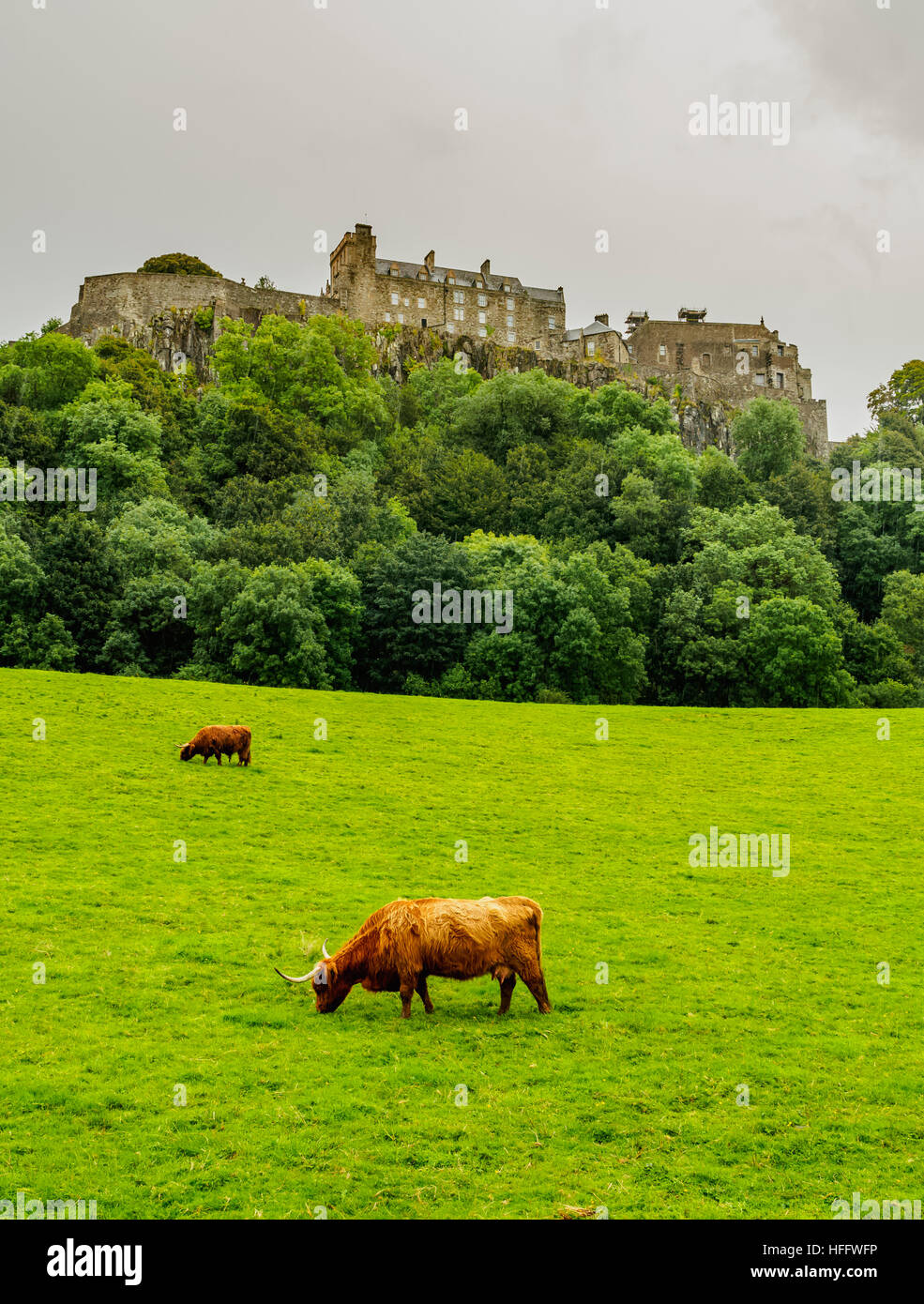 Stirling Castle Highland Cattle Hires Stock Photography And Images