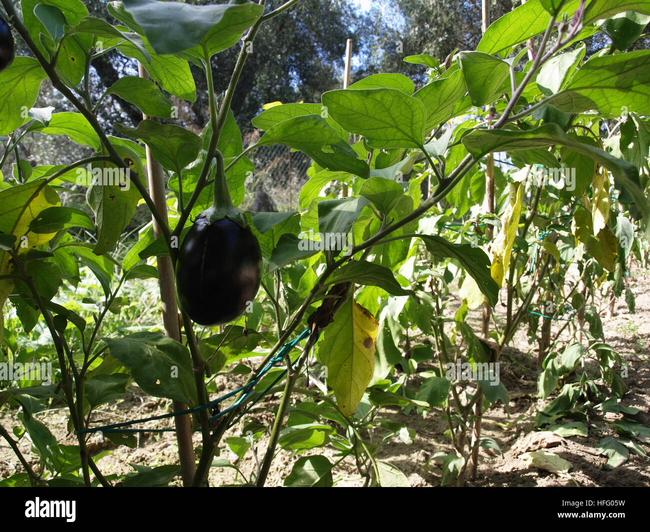 Aubergines growing in vegetable patch in garden in Corfu Greece Stock Photo