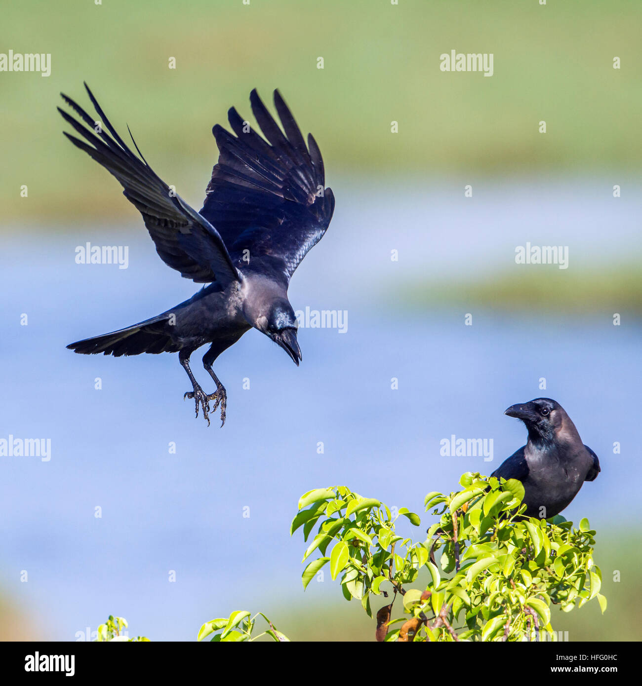 House crow in Arugam bay lagoon, Sri Lanka ; specie Corvus splendens family of Corvidae Stock Photo