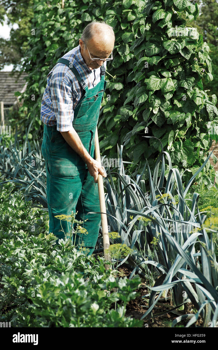 Elderly man working in a vegetable garden Stock Photo - Alamy