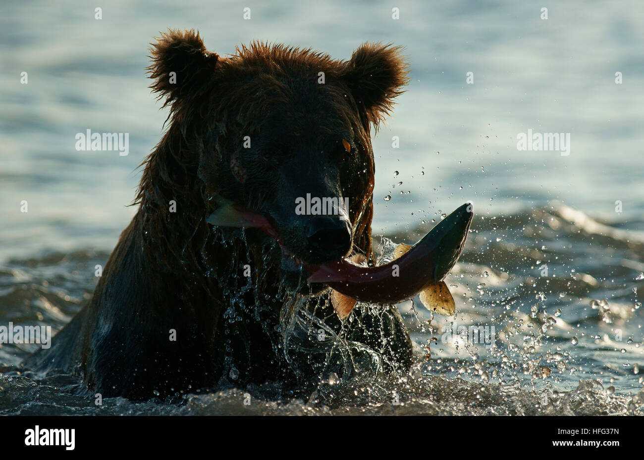 Brown bear (Ursus arctos) hunting, with salmon in its mouth, Backlit, Kurile Lake in Kamchatka, Russia Stock Photo