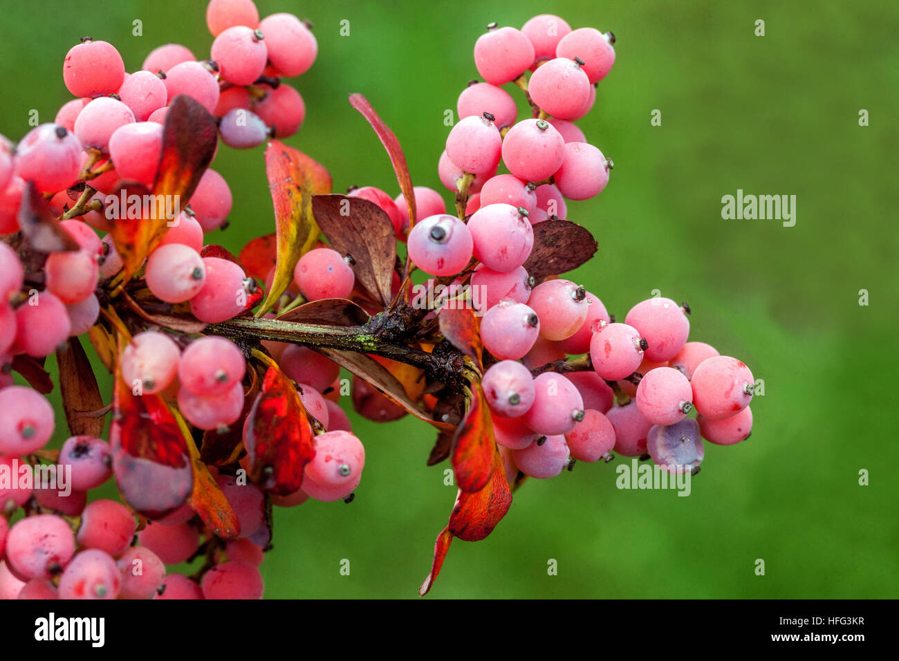 Wildon's barberry, Berberis wilsoniae in autumn Stock Photo