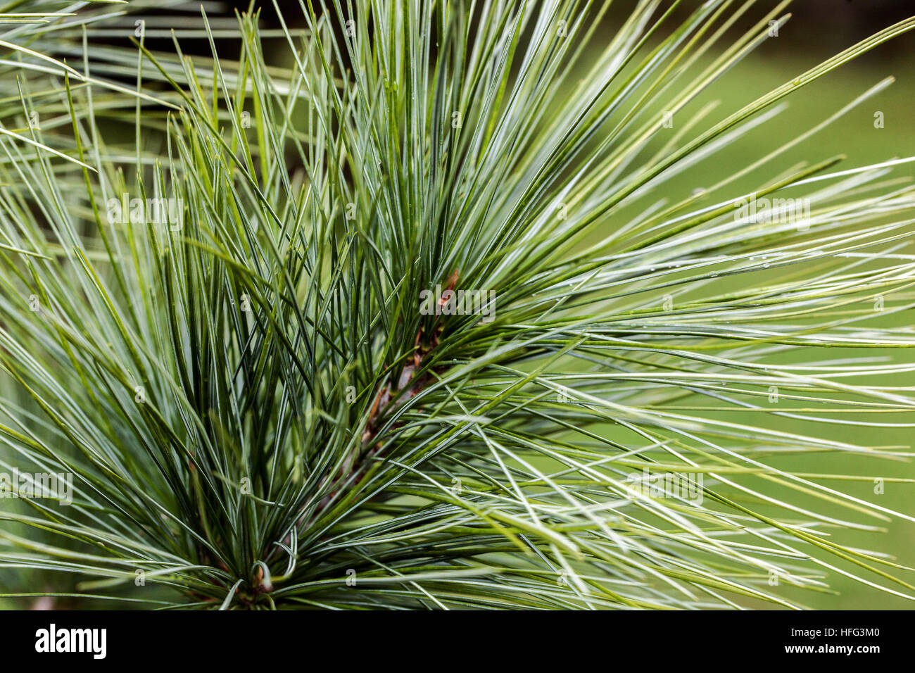 Longleaf pine, Pinus stylesii Stock Photo
