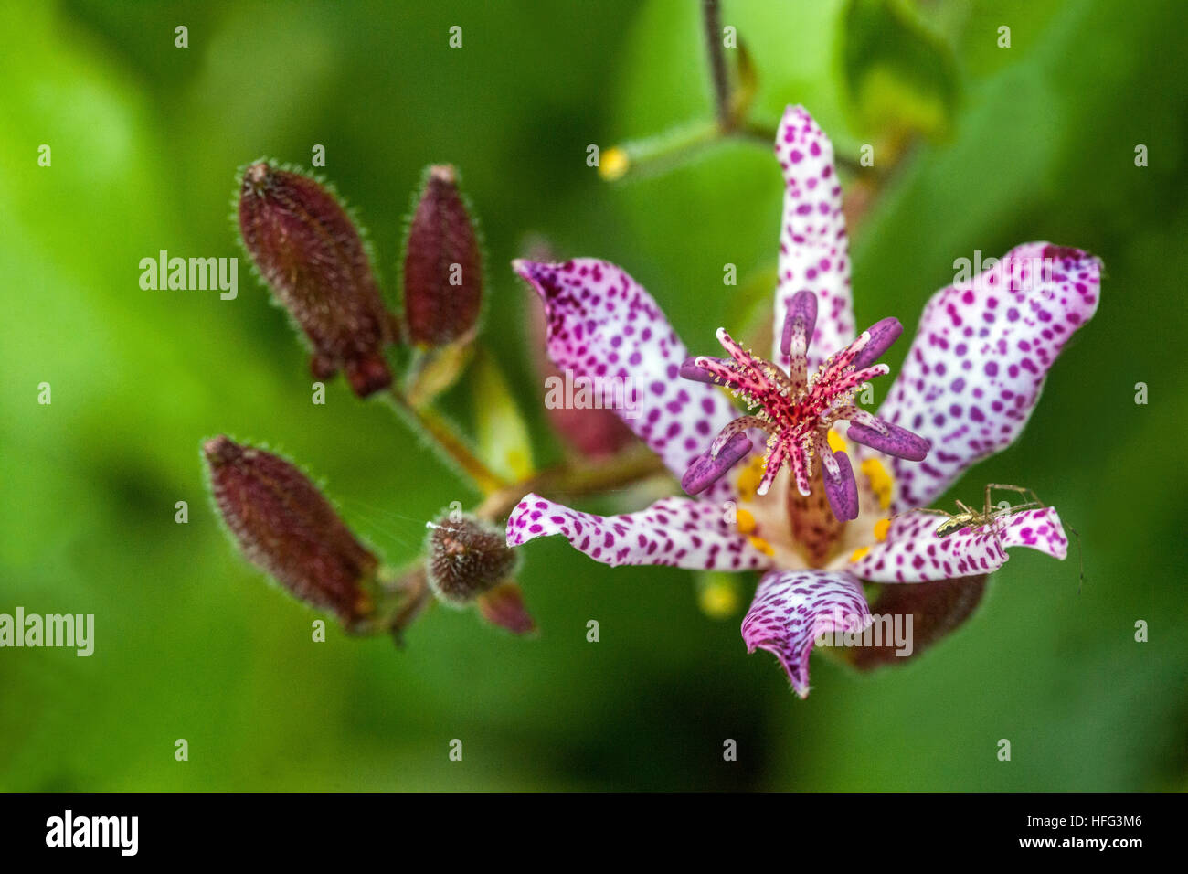 Tricyrtis hirta, the toad lily, or hairy toad lily Stock Photo