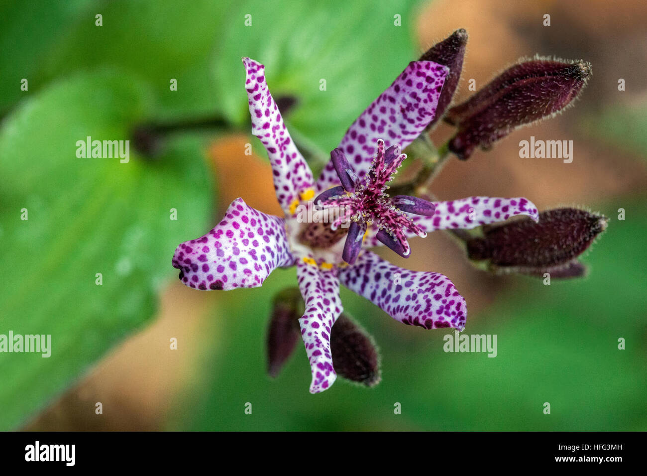 Tricyrtis hirta, the toad lily, or hairy toad lily Stock Photo