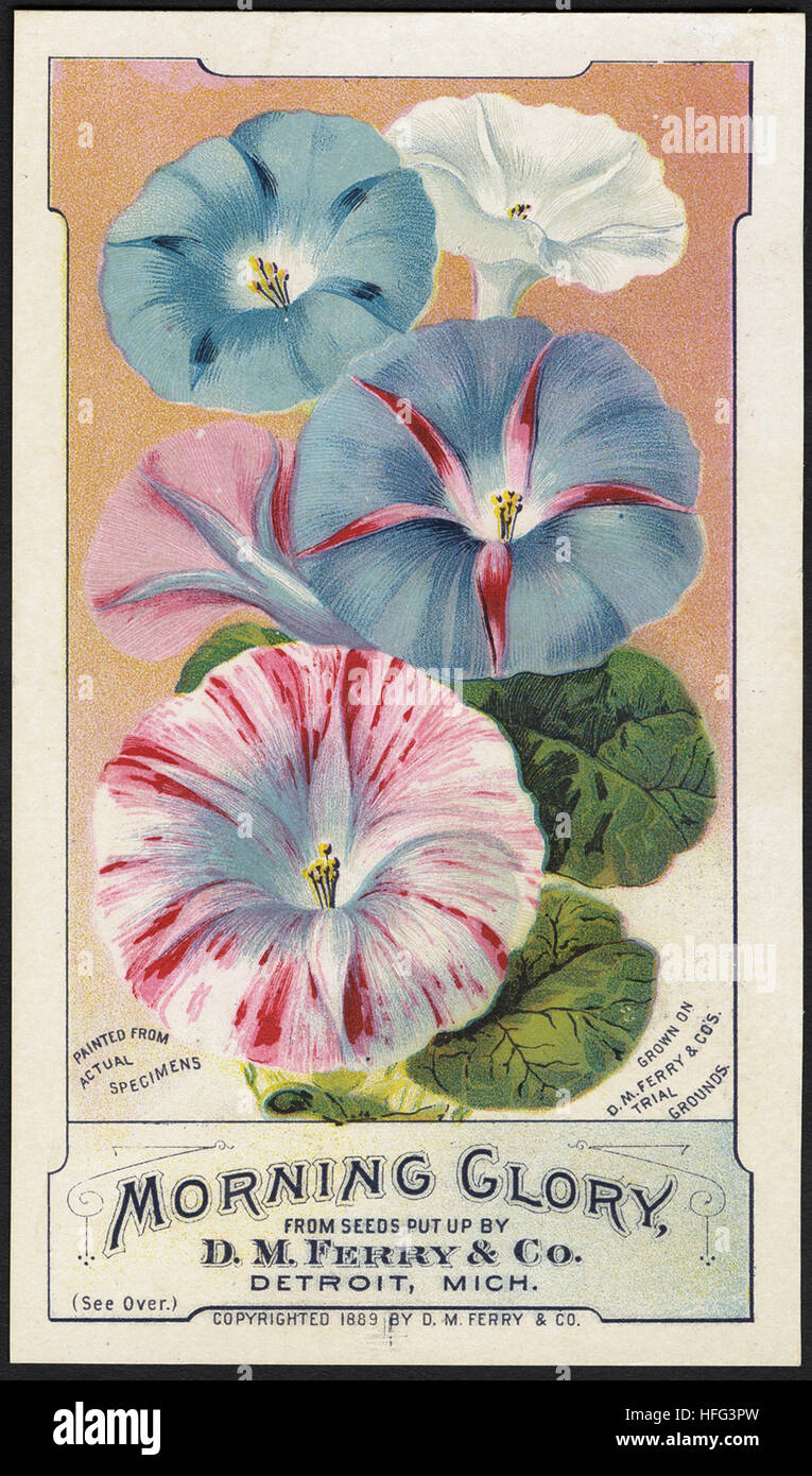 Agriculture Trade Cards - Morning glory, from seeds put up by D. M. Ferry & Co., Detroit, Mich Stock Photo