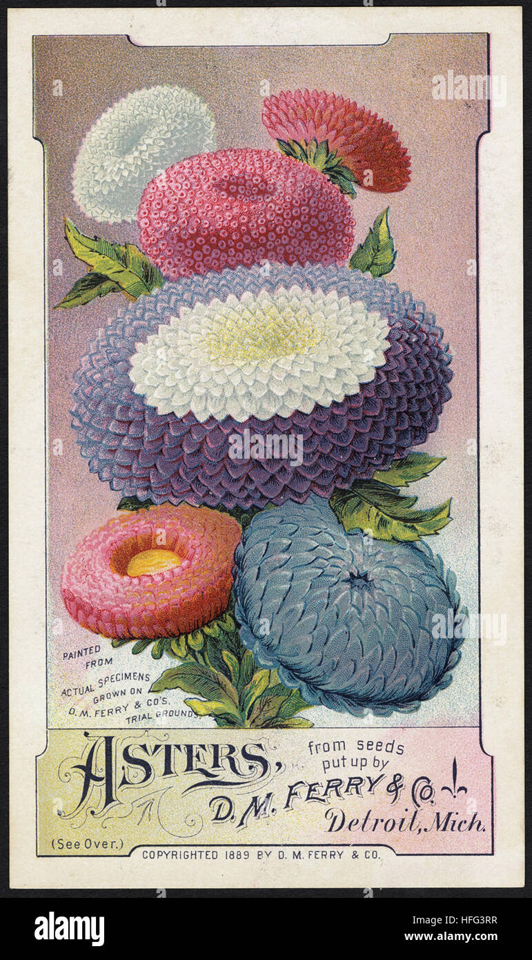 Agriculture Trade Cards - Pansies, from seeds put up by D. M. Ferry & Co., Detroit, Mich Stock Photo