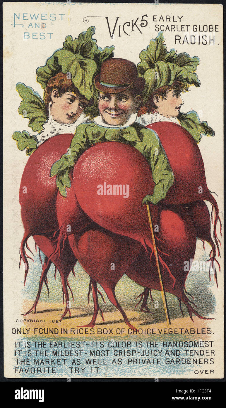 Agriculture Trade Cards - Newest and best. Vick's early sNewest and best. Vick's early scarlet globe radish. Only found in Rices box of choice vegetablescarlet globe radish. Only found in Rices box of choice vegetables Stock Photo