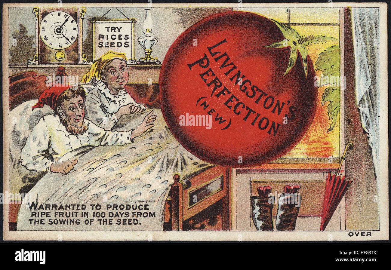 Agriculture Trade Cards - Livingston's Perfection (new) - warranted to produce ripe fruit in 100 days from the sowing of the seed Stock Photo