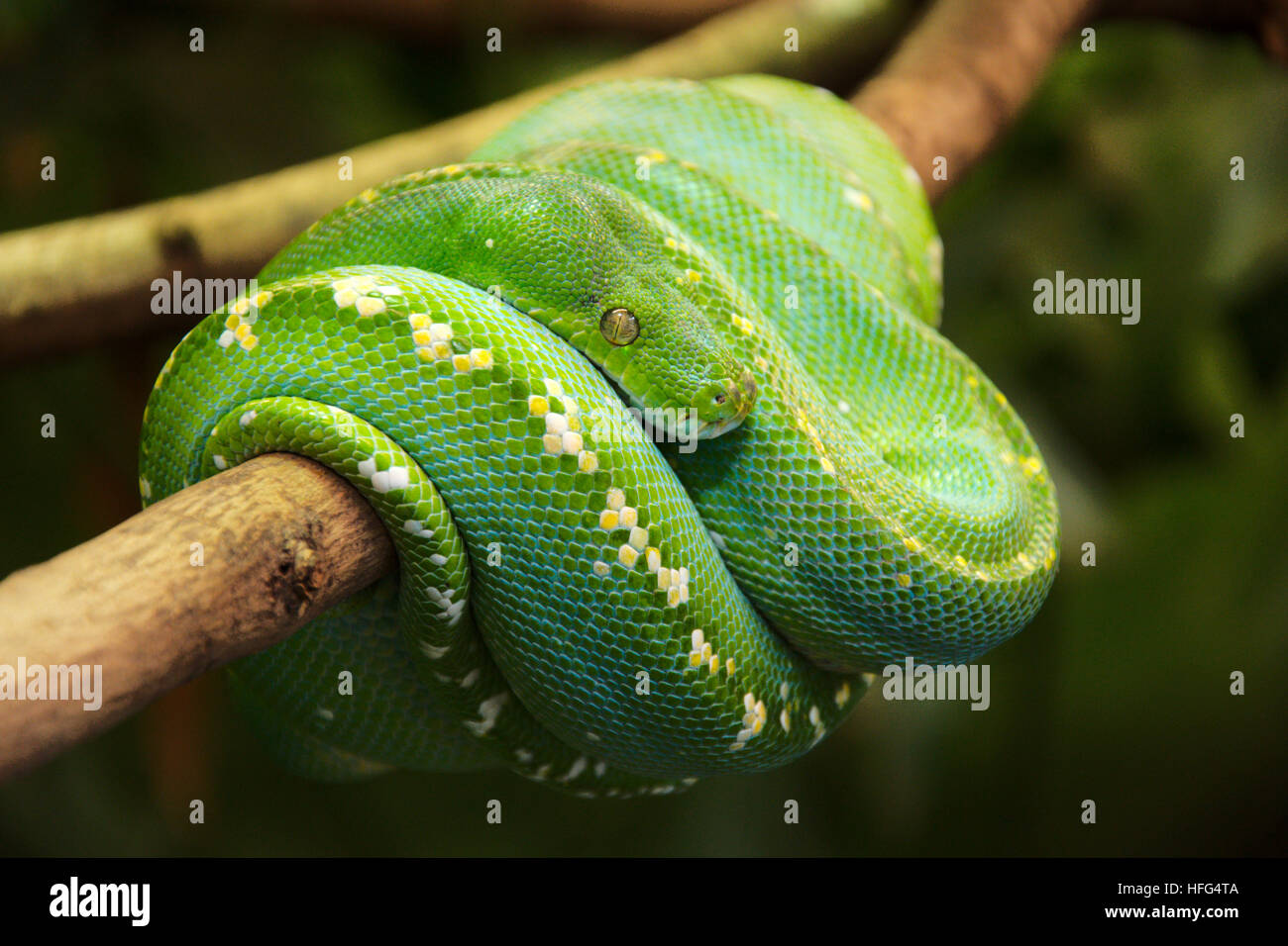 Green tree python predator hi-res stock photography and images - Alamy