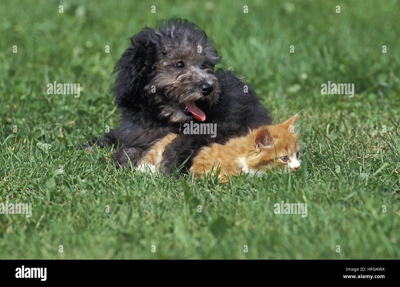 Grey Standard Poodle, Pup and Kitten laying on Grass Stock Photo