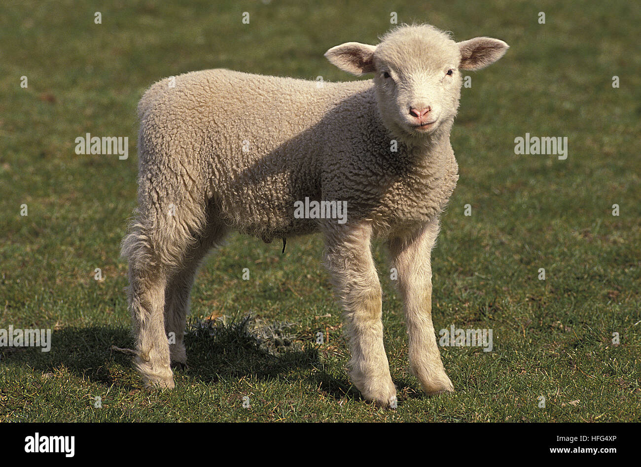 Ile de France Domestic Sheep, Lamb, a French Breed Stock Photo