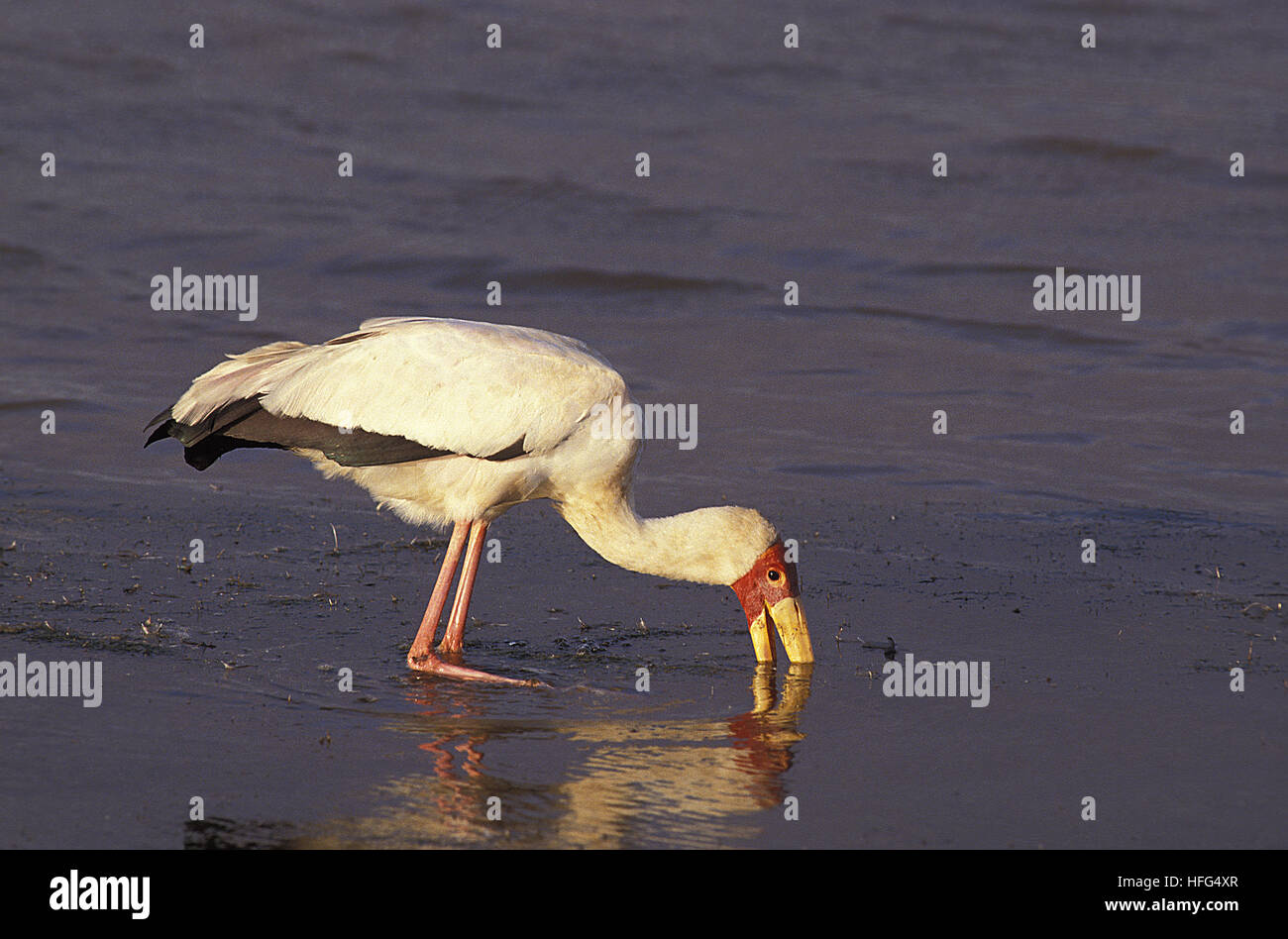 Yellow Billed Stork,  mycteria ibis, Adult fishing, Masai Mara Park in Kenya Stock Photo