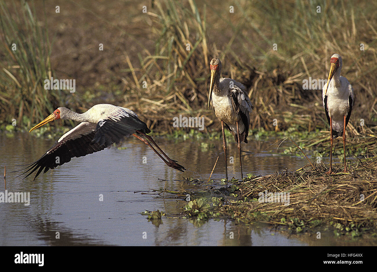 Yellow Billed Stork,  mycteria ibis, Adult in Flight, Taking off from  Swamp, Masai Mara Park in Kenya Stock Photo